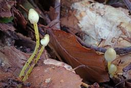 Mycena epipterygia