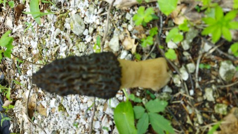 Morchella costata