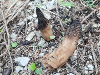 Morchella conica