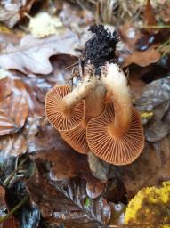 Cortinarius orellanus