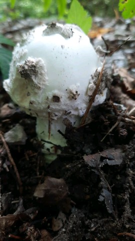 Amanita strobiliformis