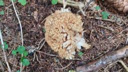 Ramaria pallida