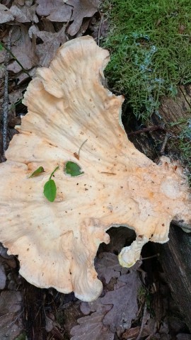 Laetiporus sulphureus