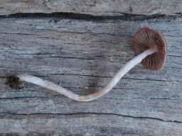 Psathyrella bipellis