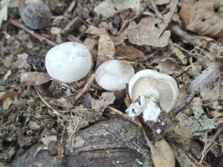 Clitopilus prunulus