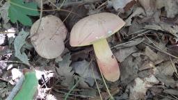 Butyriboletus fuscoroseus