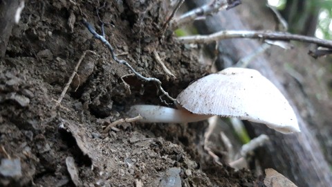 Pluteus inquilinus