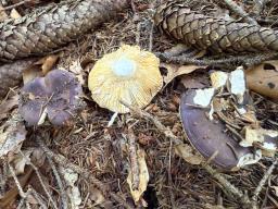 Russula firmula
