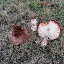 Leucoagaricus americanus