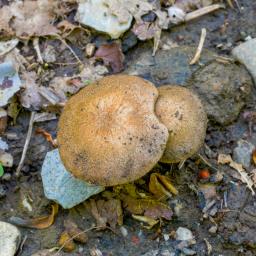 Lentinus substrictus