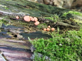 Lycogala epidendrum