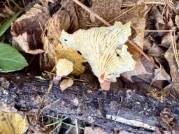 Lentinellus cochleatus