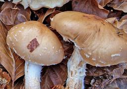 Pholiota lenta