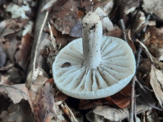 Hygrophorus fagi