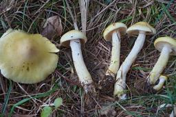 Hygrophorus lucorum