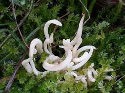 Clavaria fragilis