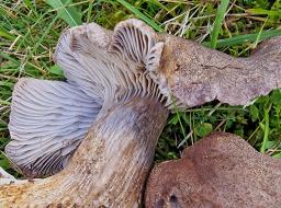 Pseudotricholoma metapodium