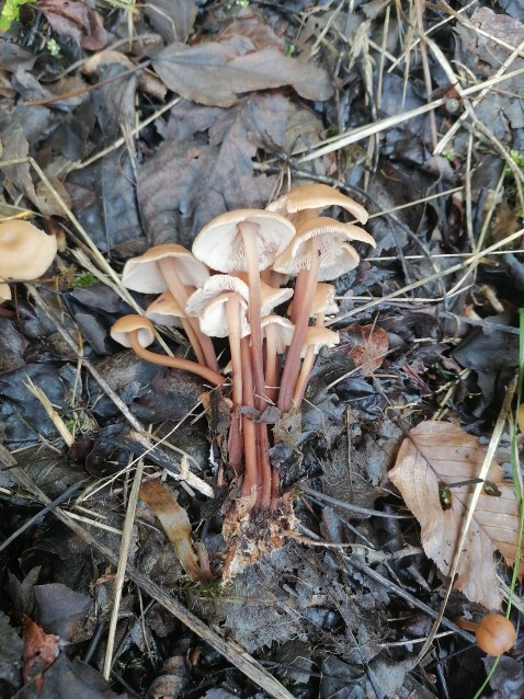 Gymnopus dryophilus