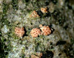 Flammocladiella anomiae