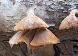Tectella patellaris