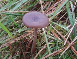 Pseudoclitocybe cyathiformis