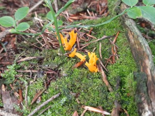 Calocera viscosa