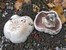Agaricus bitorquis