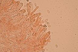 Clitocybe inflatipes