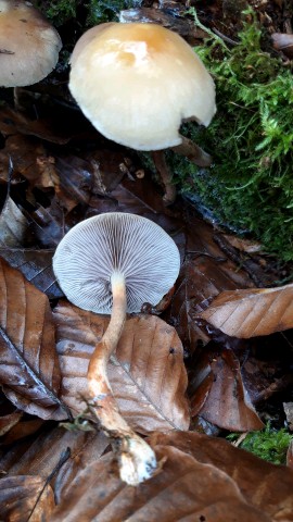 Hypholoma capnoides