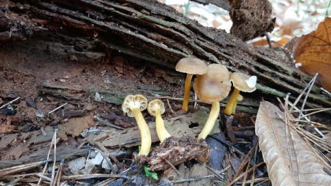 Craterellus tubaeformis