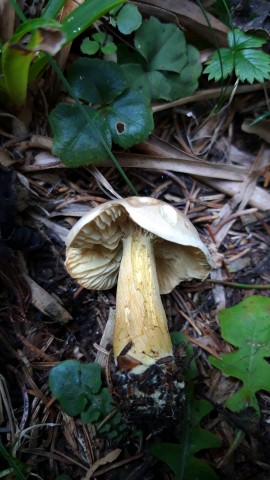 Tricholoma bufonium