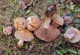 Hebeloma laterinum