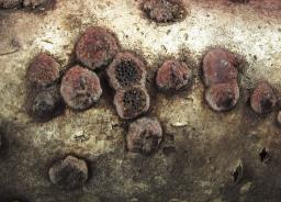 Hypoxylon fuscum