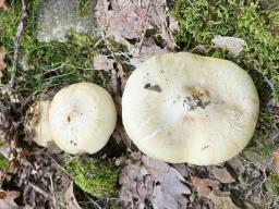 Tricholoma acerbum