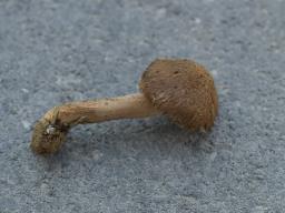 Inocybe subcarpta