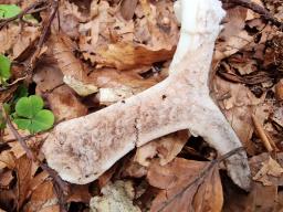 Russula densifolia