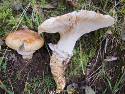 Catathelasma imperiale