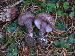Lepiota fuscovinacea