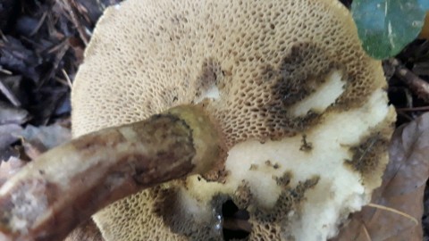 Suillus viscidus