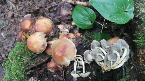 Hypholoma capnoides