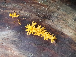 Calocera cornea