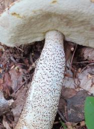 Leccinum aurantiacum