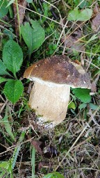 Boletus aereus