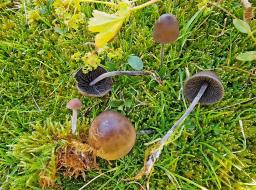 Panaeolus acuminatus