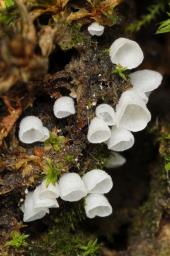 Rimbachia arachnoidea