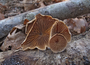 Tectella patellaris