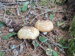 Agaricus augustus