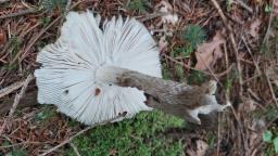 Amanita ceciliae