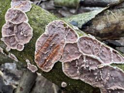 Heteroradulum kmetii