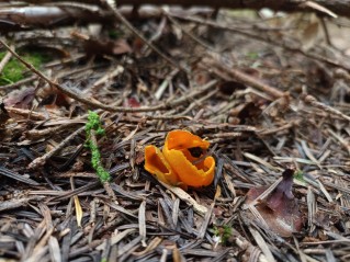 Caloscypha fulgens